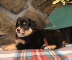 Small Photo #3 Miniature Australian Shepherd Puppy For Sale in WESTFIELD, MA, USA