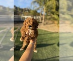 Puppy Puppy 9 Goldendoodle (Miniature)