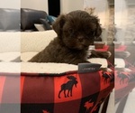 Small Photo #10 Shih Tzu Puppy For Sale in EDMOND, OK, USA