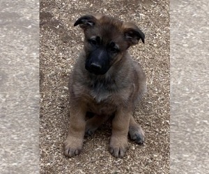 German Shepherd Dog Puppy for sale in NEWVILLE, PA, USA