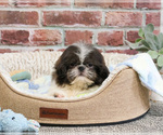 Small #14 Shih Tzu