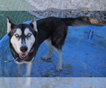 Small #2 Siberian Husky