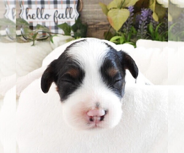 Medium Photo #14 Cavapoo Puppy For Sale in CARLISLE, KY, USA