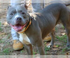 American Pit Bull Terrier-Unknown Mix Dogs for adoption in Tallahassee, FL, USA