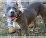 HARPER - Female American Pit Bull Terrier-Unknown Mix Dog for Adoption - Small photo
