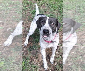 Pointer-Unknown Mix Dogs for adoption in Boston, MA, USA