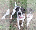 Small Pointer Mix