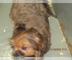 Small Photo #5 Shih Tzu Puppy For Sale in CARROLLTON, GA, USA