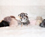 Small Photo #62 Chihuahua Puppy For Sale in CHARLESTON, AR, USA