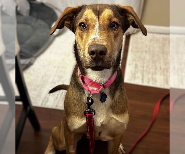 Medium Photo #15 German Shepherd Dog-Great Dane Mix Puppy For Sale in Fargo, ND, USA