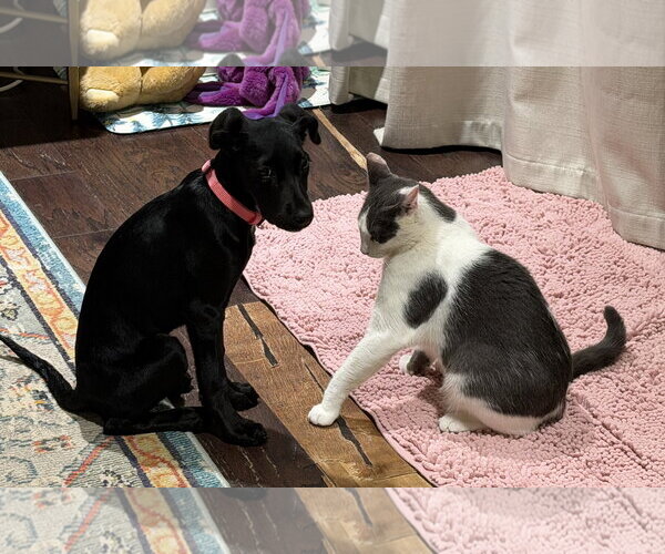 Medium Photo #2 Labrador Retriever-Unknown Mix Puppy For Sale in The Woodlands, TX, USA
