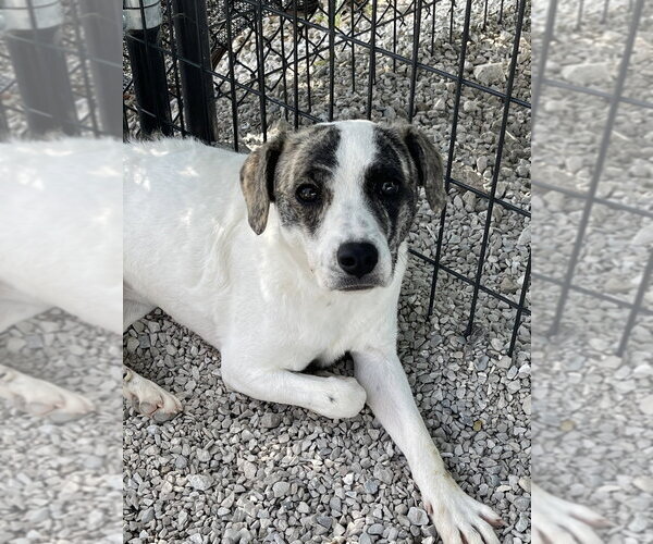 Medium Photo #12 Mutt Puppy For Sale in Bolivar, MO, USA