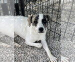 Small #11 Mutt