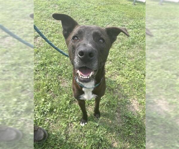 Medium Photo #2 American Pit Bull Terrier-Unknown Mix Puppy For Sale in Corpus Christi, TX, USA