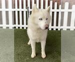 Small Siberian Husky