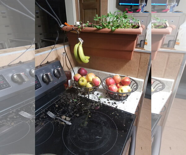 Medium Photo #6 Jack Russell Terrier-Unknown Mix Puppy For Sale in Cuba, NY, USA