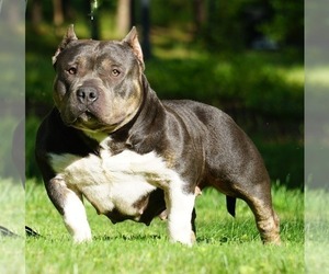 Mother of the American Bully puppies born on 09/04/2025