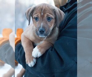 American Pit Bull Terrier-Australian Shepherd Mix Dogs for adoption in Princeton, MN, USA