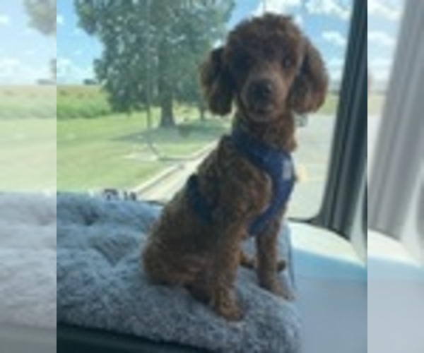 Medium Photo #1 Poodle (Toy) Puppy For Sale in EUDORA, KS, USA