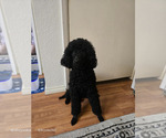 Small Poodle (Miniature)