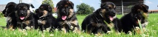 German Shepherd Dog Puppy for sale in HIGH POINT, NC, USA