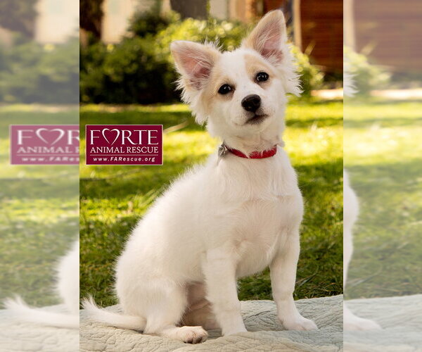 Medium Photo #5 American Eskimo Dog-Colonial Cocker Spaniel Mix Puppy For Sale in Marina del Rey, CA, USA