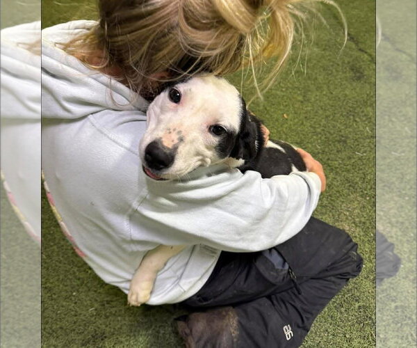 Medium Photo #3 Borador Puppy For Sale in Alexander, AR, USA