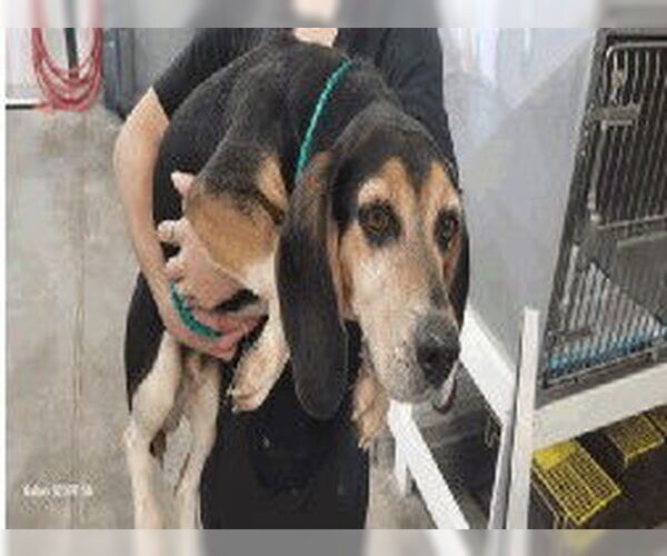 Medium Photo #5 Beagle Puppy For Sale in Tampa, FL, USA