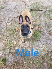 Belgian Malinois Puppy for sale in NORTH PORT, FL, USA
