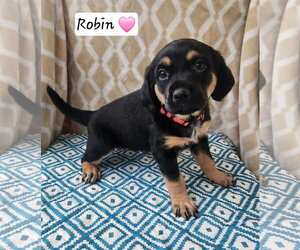 Coonhound-Unknown Mix Dogs for adoption in Clinton , MI, USA