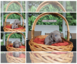 Small Photo #1 Weimaraner Puppy For Sale in QUITMAN, TX, USA