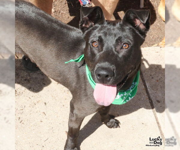 Medium Photo #3 Labrador Retriever-Unknown Mix Puppy For Sale in Washington, DC, USA