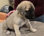 Small #5 Alaskan Malamute-Mastiff Mix