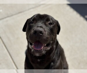 Mutt Dogs for adoption in Tulsa, OK, USA