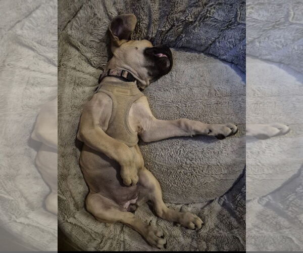 Medium Photo #3 Mutt Puppy For Sale in Goodyear, AZ, USA