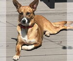 Small #1 Retriever  Mix