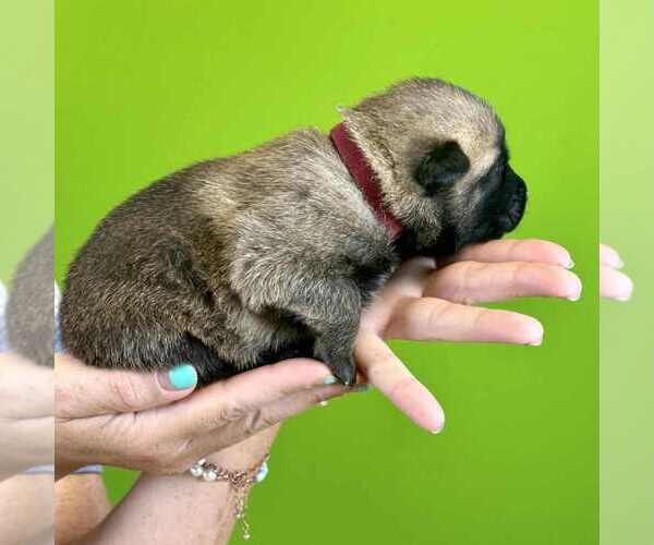 Medium Photo #4 Belgian Malinois Puppy For Sale in S CHARLESTON, WV, USA