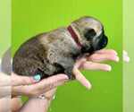 Small Photo #38 Belgian Malinois Puppy For Sale in S CHARLESTON, WV, USA