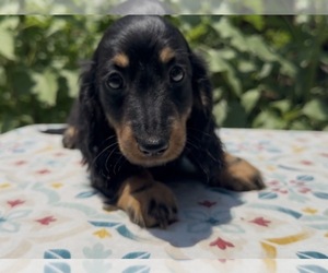 Dachshund Puppy for sale in ALICE, TX, USA