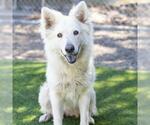 Small German Shepherd Dog Mix