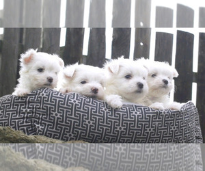 Maltese Puppy for sale in JC, TN, USA