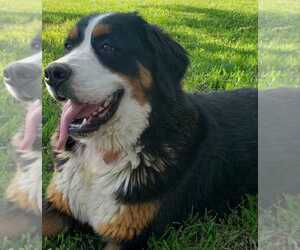 Mother of the Bernese Mountain Dog puppies born on 12/06/2023