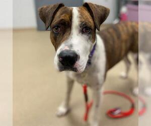 Boxer-Unknown Mix Dogs for adoption in Aurora, CO, USA