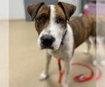 Small Boxer Mix