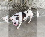 Small American Pit Bull Terrier Mix