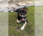 Small #2 American Staffordshire Terrier Mix