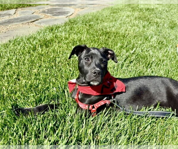 Medium Photo #15 Mutt Puppy For Sale in Mooresville, NC, USA