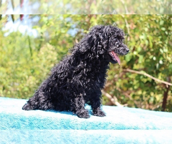 Medium Photo #13 Poodle (Toy) Puppy For Sale in DYERSBURG, TN, USA