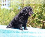 Small #12 Poodle (Toy)