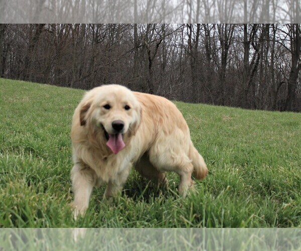 Medium Photo #4 Golden Retriever Puppy For Sale in JONES, MI, USA